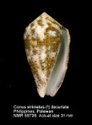 Conus striolatus (f) decurtatus